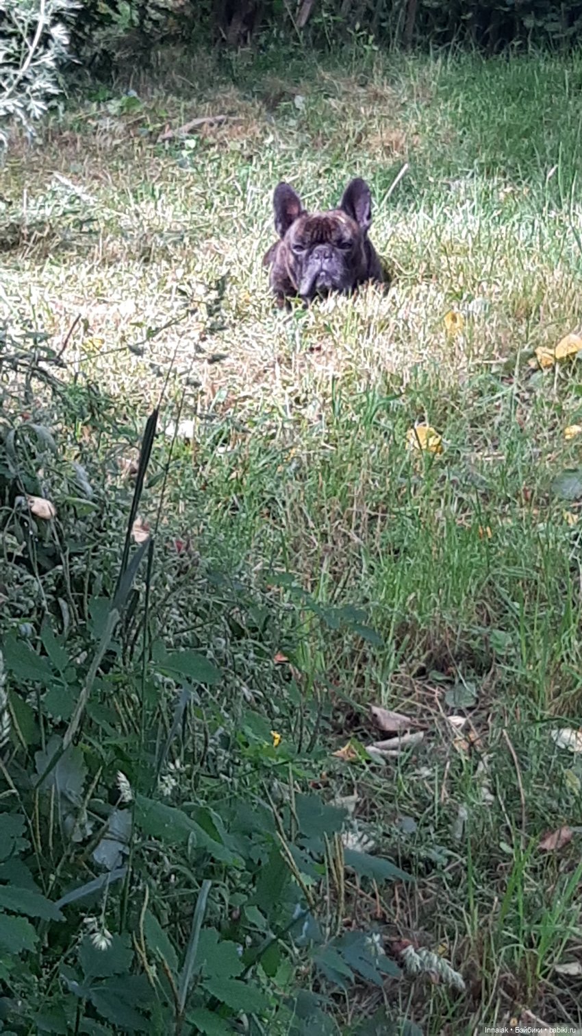 Лето, ах, лето — Антикварные куклы Simon & Halbig (S&H): Симон Хальбиг