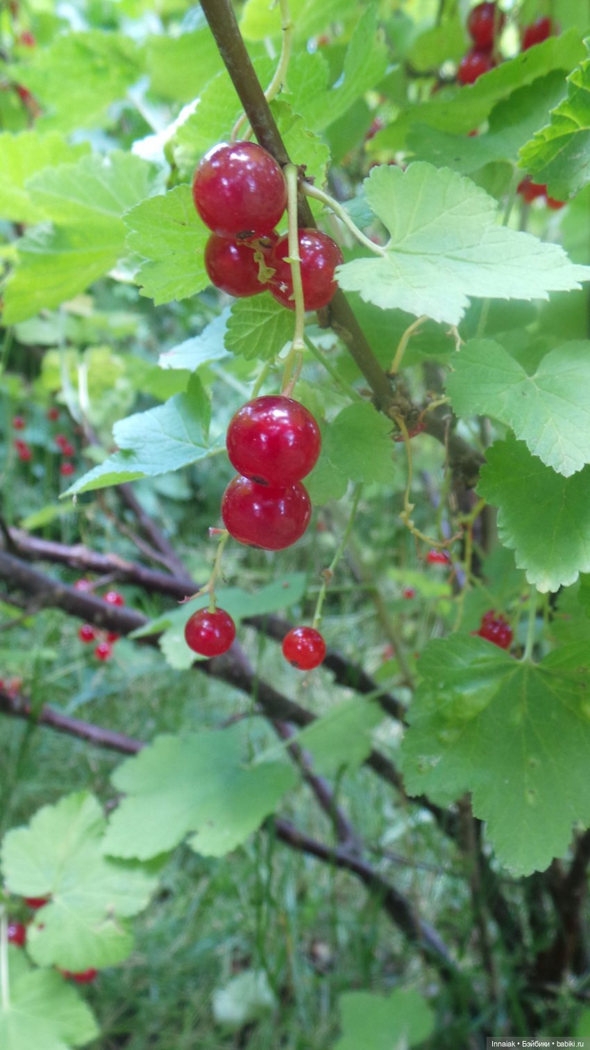 Лето, ах, лето — Антикварные куклы Simon & Halbig (S&H): Симон Хальбиг