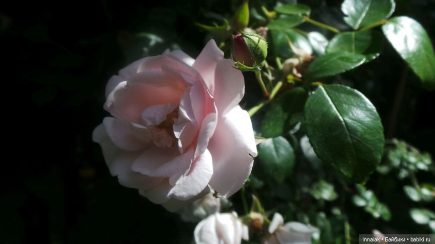 Лето, ах, лето — Антикварные куклы Simon & Halbig (S&H): Симон Хальбиг