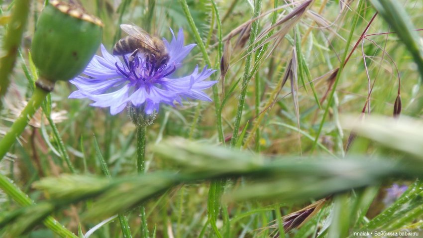 Лето, ах, лето — Антикварные куклы Simon & Halbig (S&H): Симон Хальбиг (фото 9)
