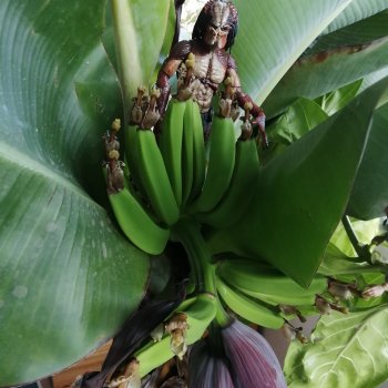 Выкрровы хлопоты, часть 2: бананы и богомолка