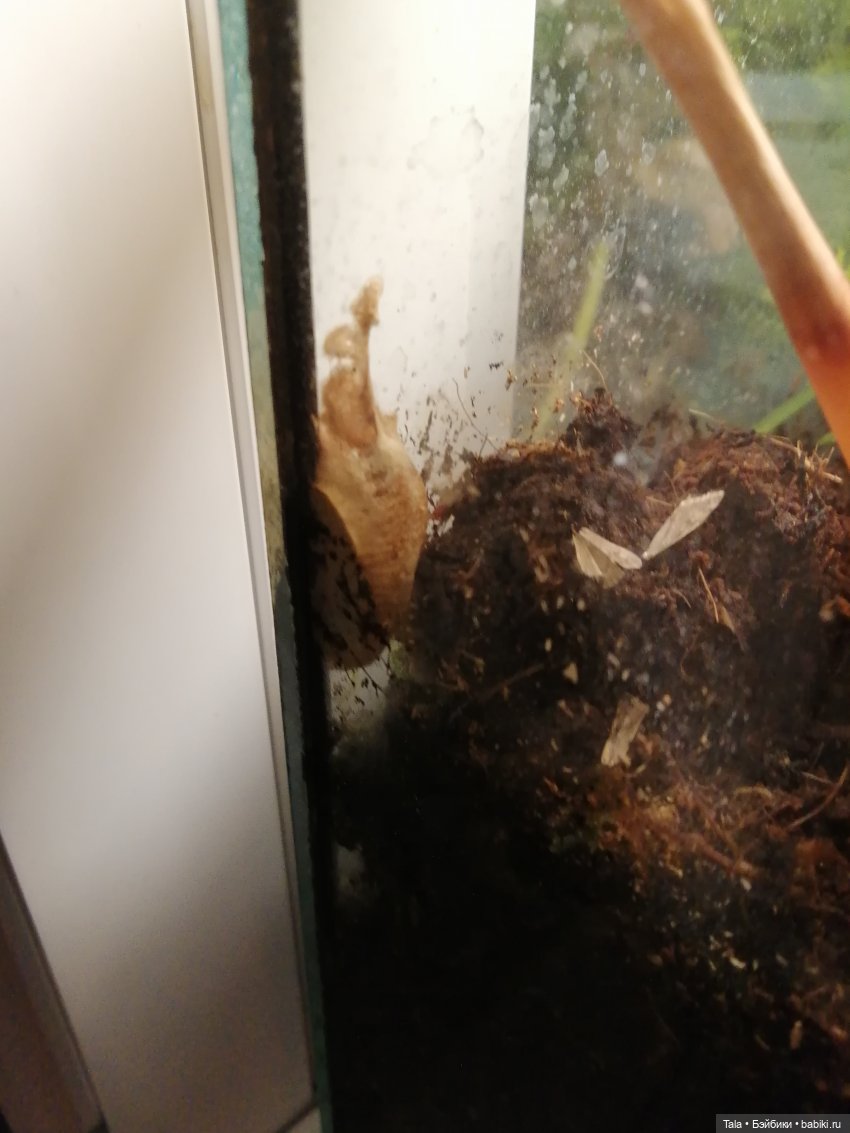 Выкрровы хлопоты, часть 2: бананы и богомолка (фото 4)