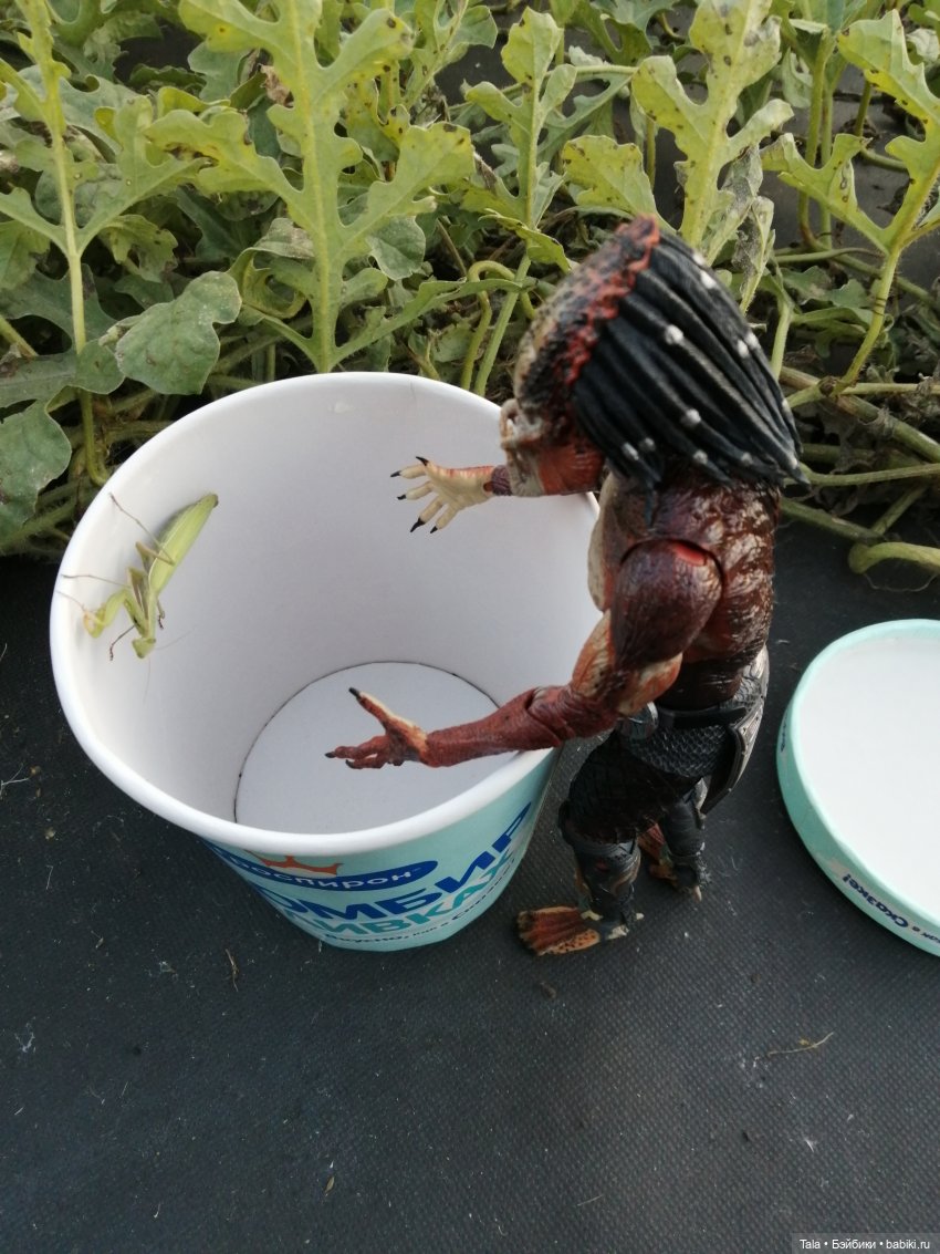 Выкрровы хлопоты, часть 2: бананы и богомолка (фото 5)