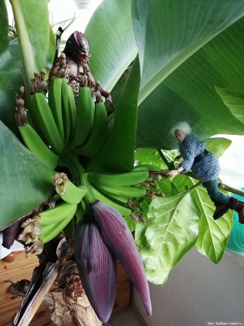 Выкрровы хлопоты, часть 2: бананы и богомолка