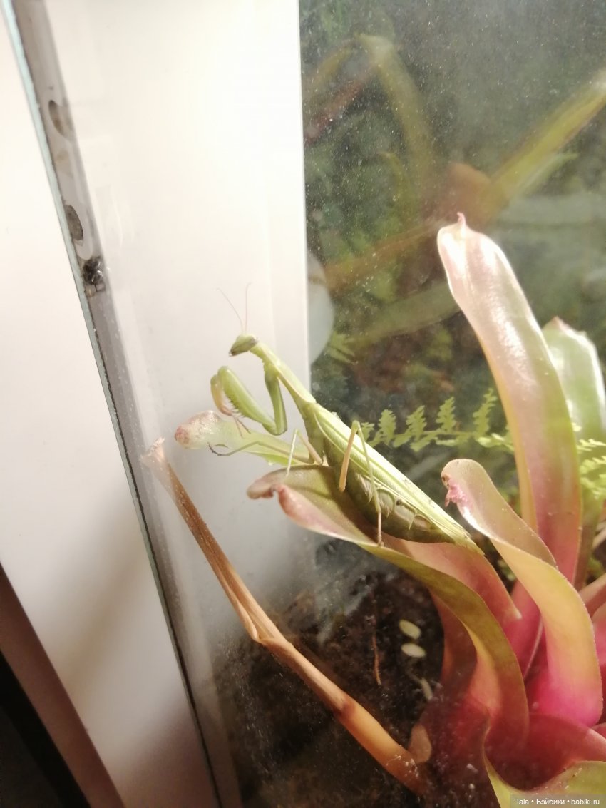 Выкрровы хлопоты, часть 2: бананы и богомолка (фото 3)