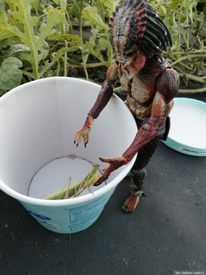 Выкрровы хлопоты, часть 2: бананы и богомолка (фото 6)