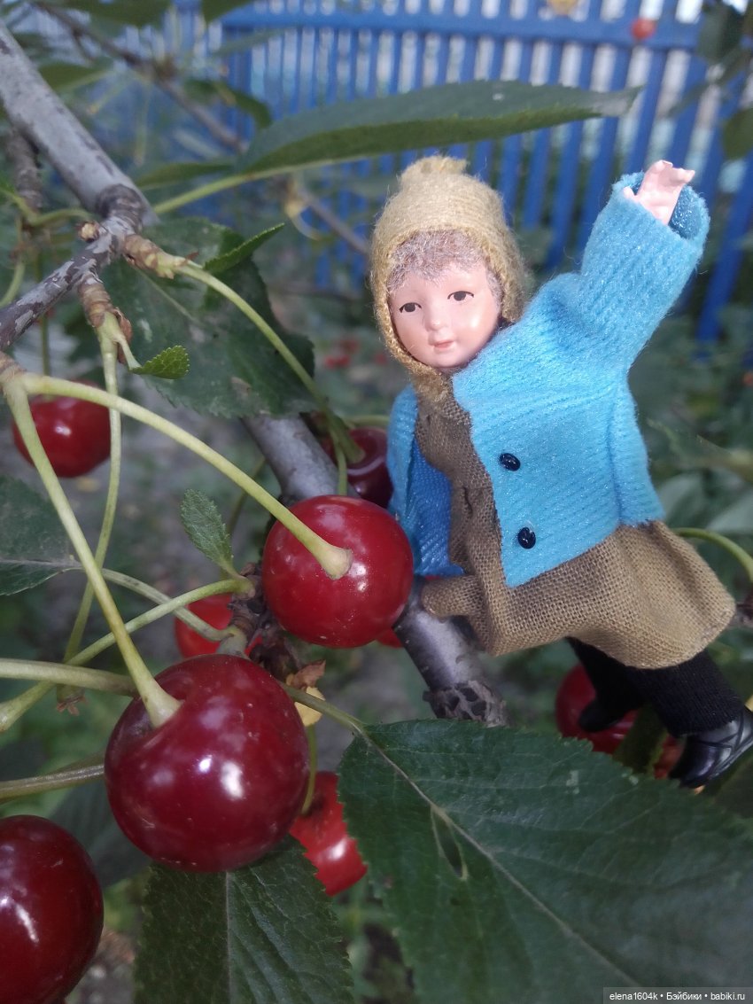 Вишневый сад и помощница Алиночка (фото 5)