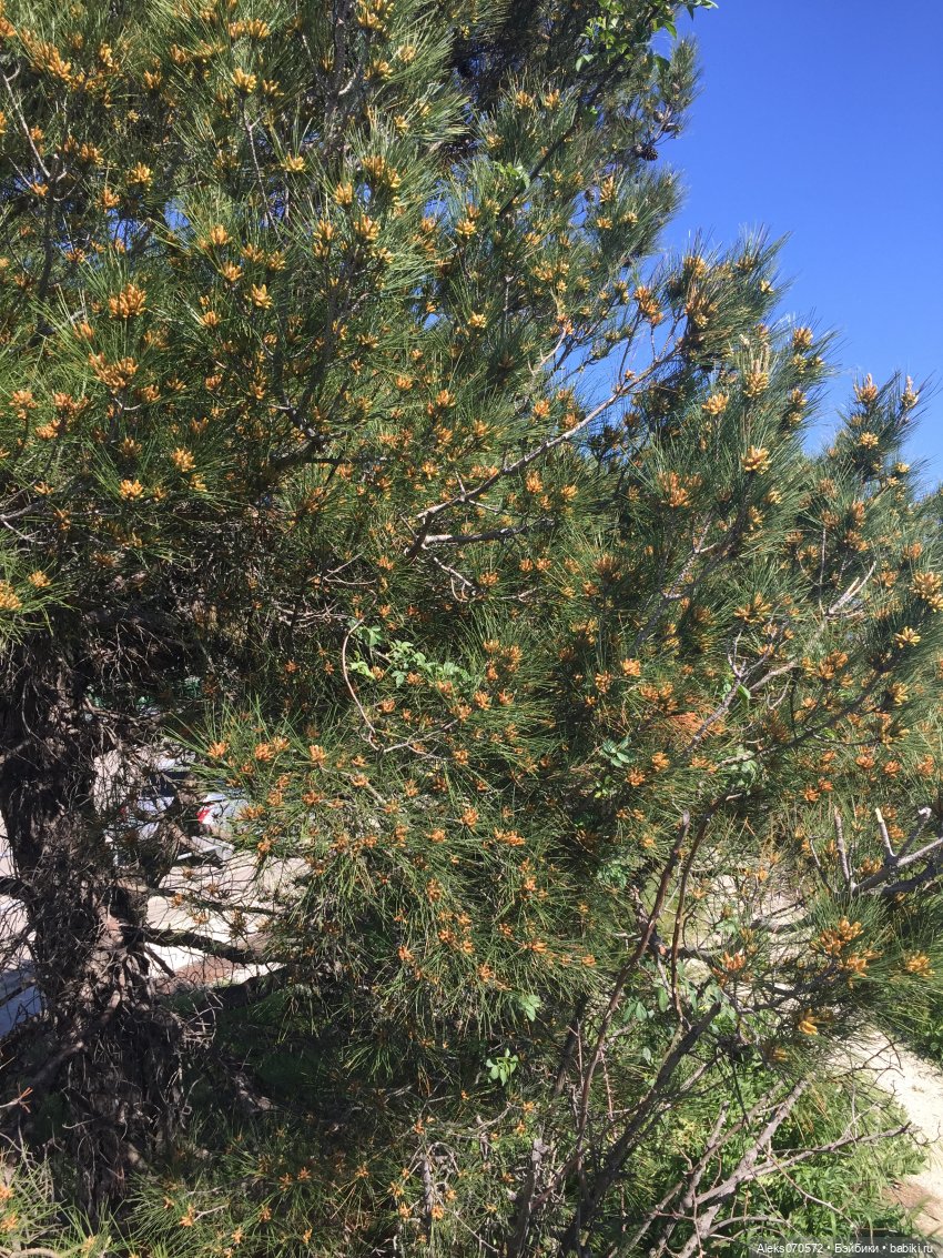 «Тот, кто хочет петь, всегда найдет песню!» (точнее, свинья везде грязь найдет) (фото 8)