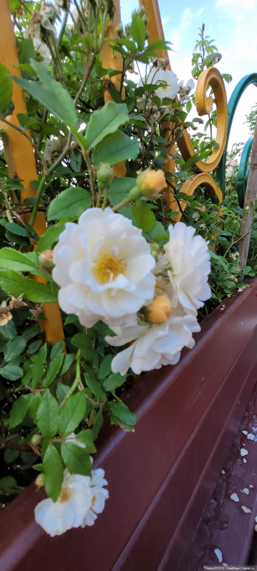 Рыженькое солнышко. Крикетт Линды Мейсон (фото 9)