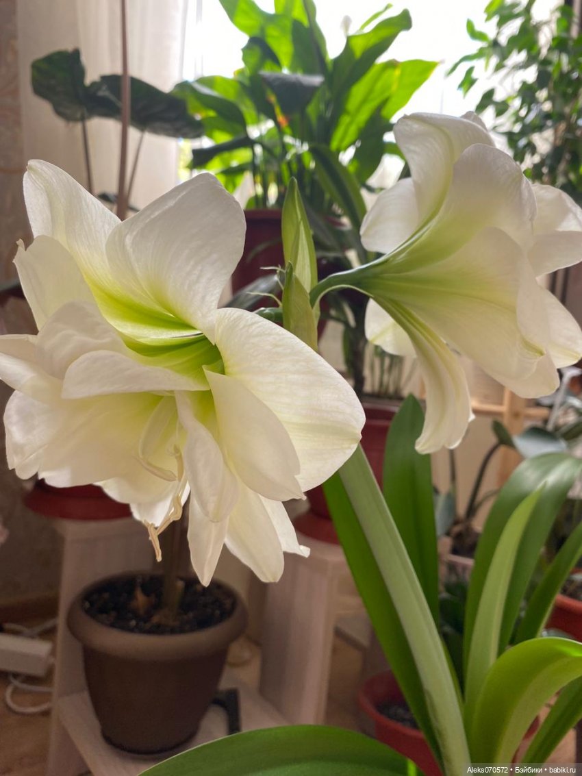 Моя чудесная Сонечка ( Хелен Киш)