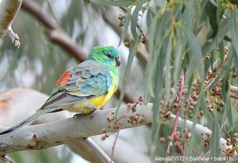 Девочки-звездочки Кайе Виггс. Любовь или забвение (фото 7)