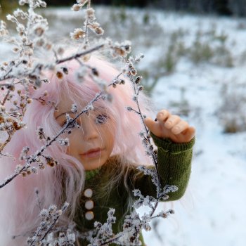 Пемберли в осенне-зимнем лесу 🍁