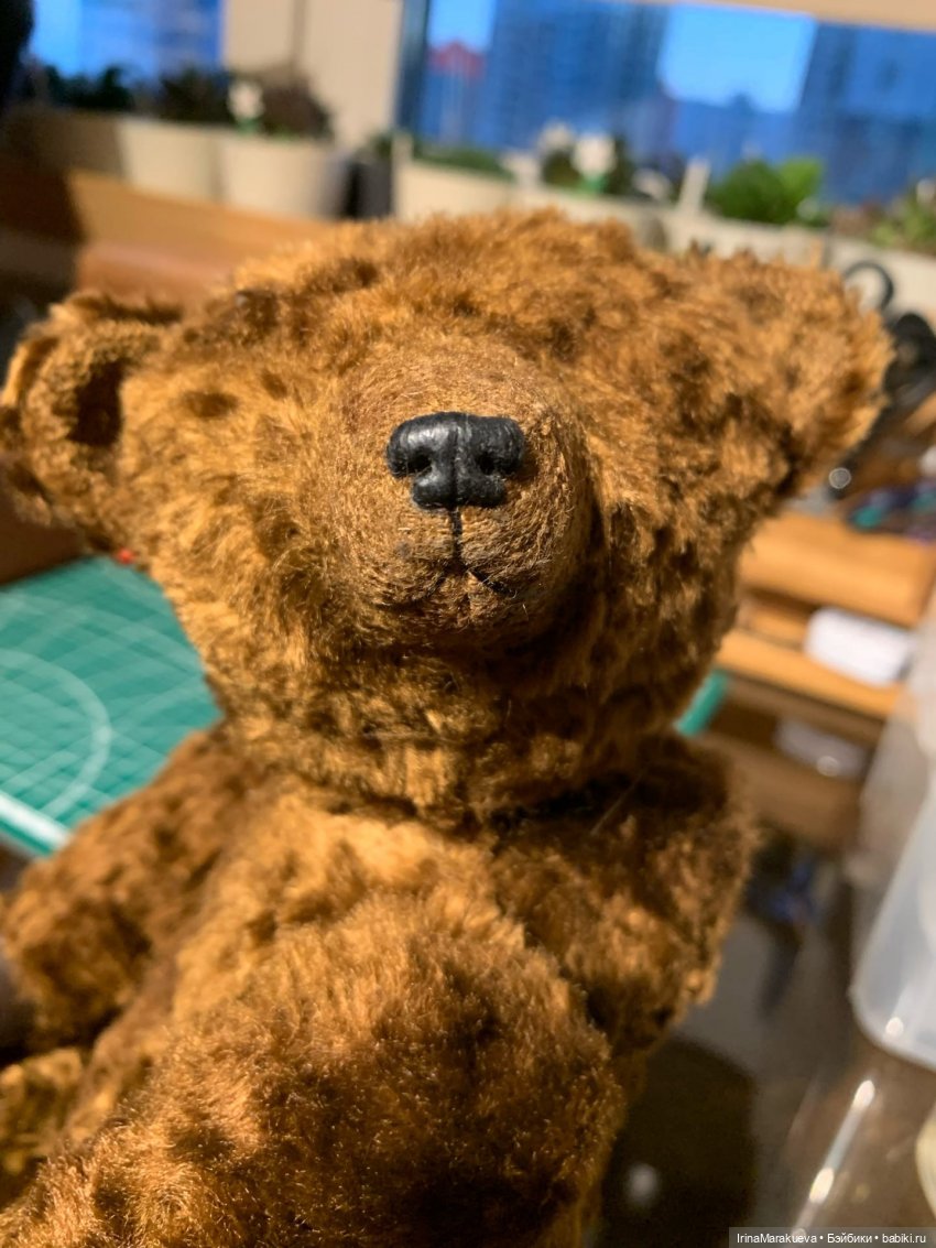 Тедди. Одна голова хорошо (фото 2)