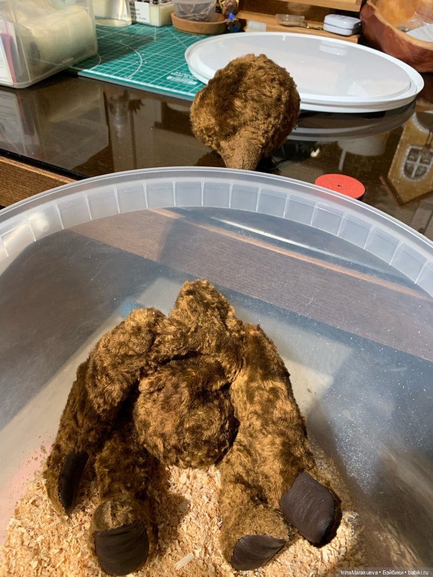 Тедди. Одна голова хорошо (фото 3)