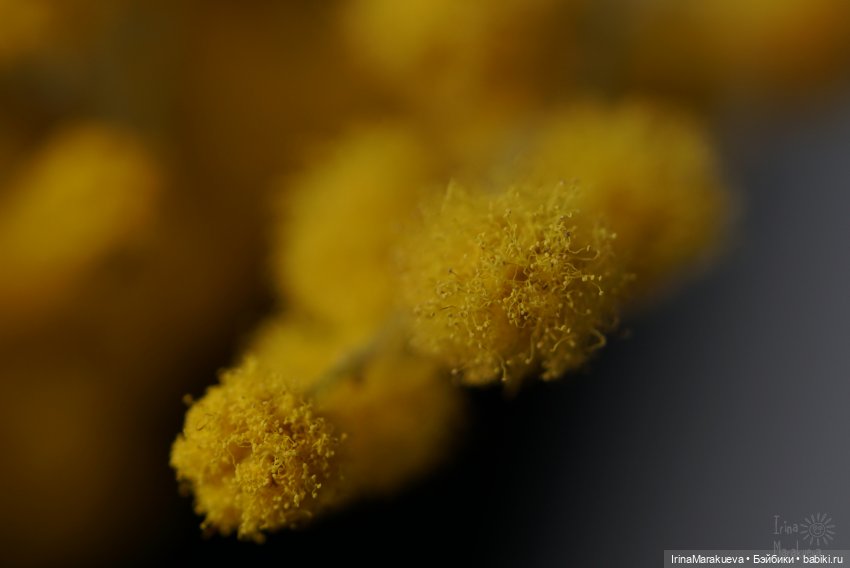 У каждого Мастера своя Маргарита... (Зая, автор Наталья Лосева)