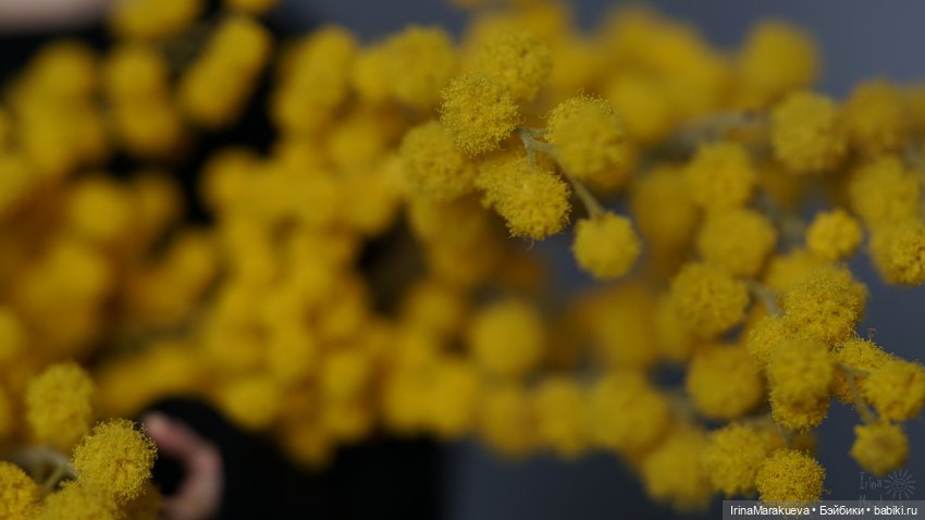 У каждого Мастера своя Маргарита... (Зая, автор Наталья Лосева)