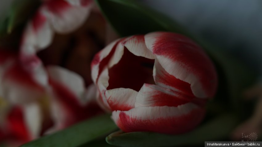 Зая и тюльпаны. (Автор Наталья Лосева) | Бэйбики Зая и тюльпаны. (Автор Наталья Лосева) (фото 6)