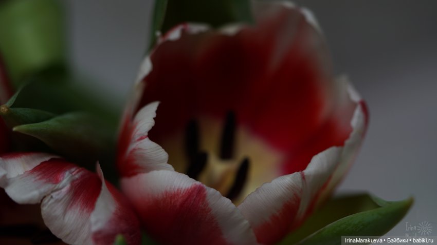 Зая и тюльпаны. (Автор Наталья Лосева) | Бэйбики Зая и тюльпаны. (Автор Наталья Лосева) (фото 5)