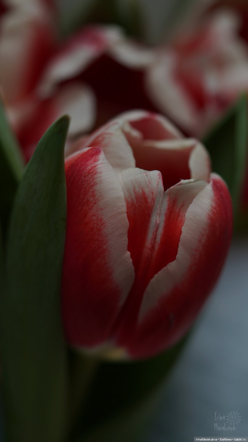 Зая и тюльпаны. (Автор Наталья Лосева) | Бэйбики Зая и тюльпаны. (Автор Наталья Лосева)