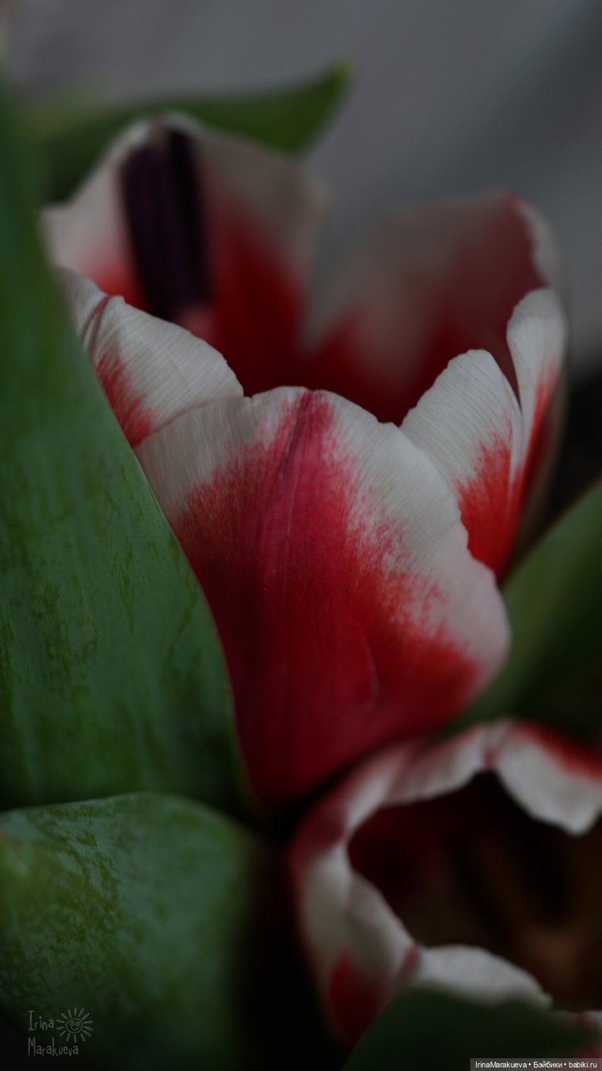 Зая и тюльпаны. (Автор Наталья Лосева) | Бэйбики Зая и тюльпаны. (Автор Наталья Лосева)