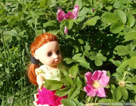 у шиповника