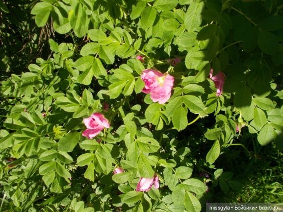 Лето, Соня и цветы — Российские куклы Весна