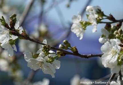 Яблоневая ветка