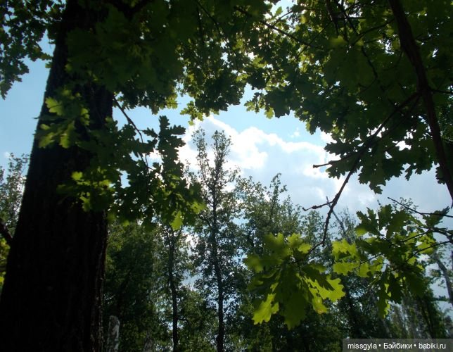 Лето цветочное, вишнёвое, берёзовое
