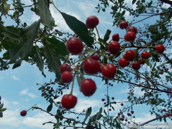 Вишнёвое небо