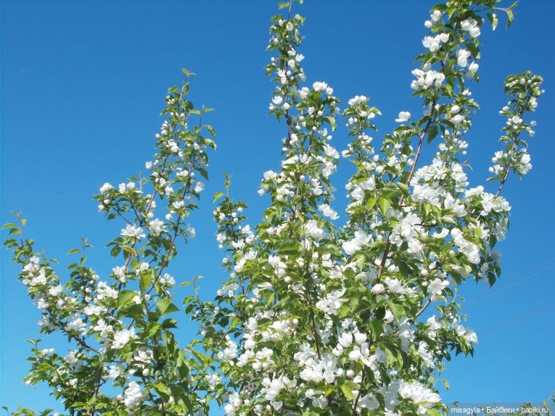 Весенние прогулки. Ким и Аяна