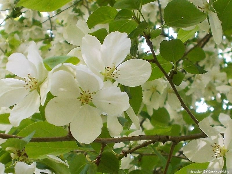 Лето - это маленькая жизнь