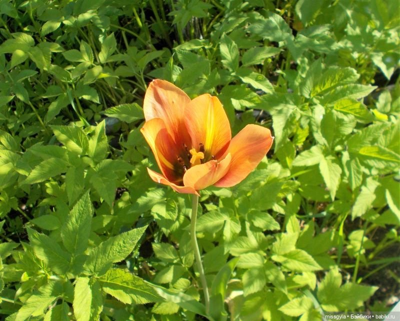 Лето - это маленькая жизнь | Бэйбики Лето - это маленькая жизнь (фото 9)