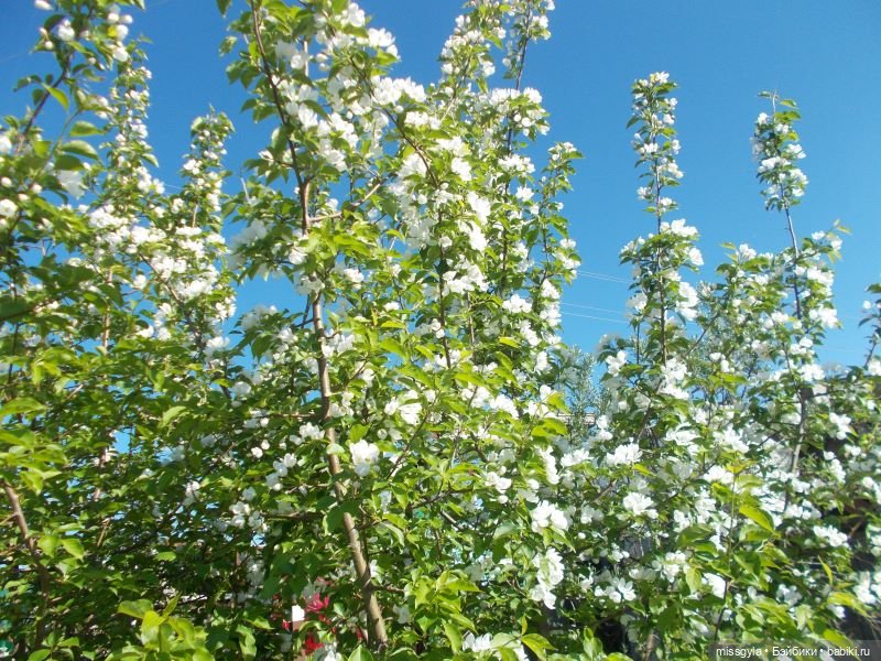 Лето - это маленькая жизнь | Бэйбики Лето - это маленькая жизнь (фото 3)