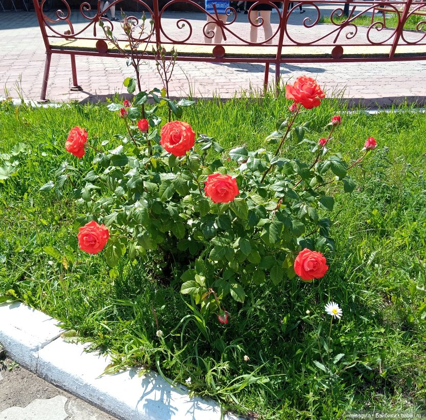 Отпуск. Начало. Ашхен — Аналоги Барби и куклы 1/6: клоны 90