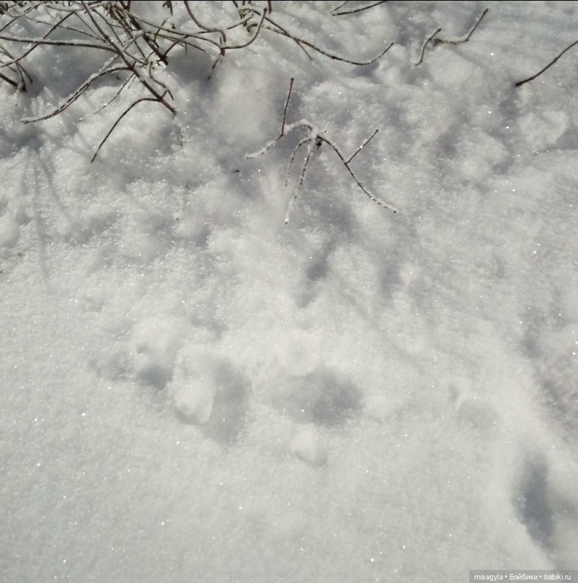 Хантер и Шарлин Зима — Куклы Monster High и Ever After High: G1