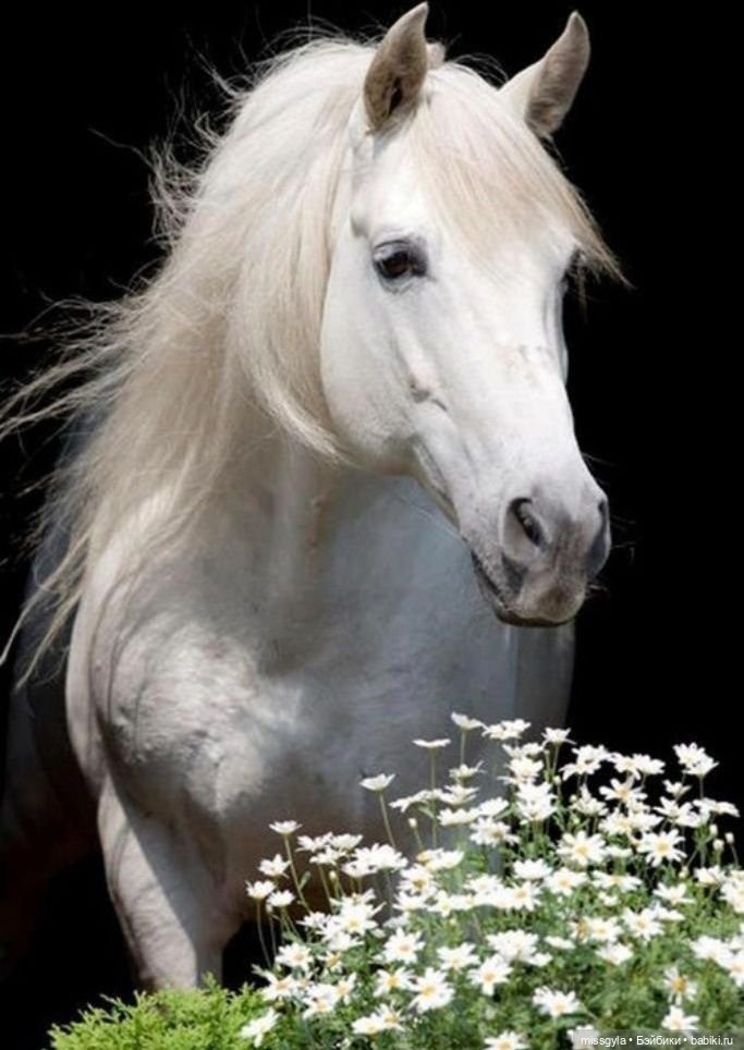 Фоточетверг. Красное и белое (фото 2)