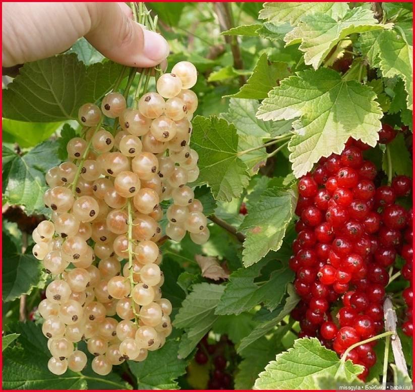 Фоточетверг. Красное и белое