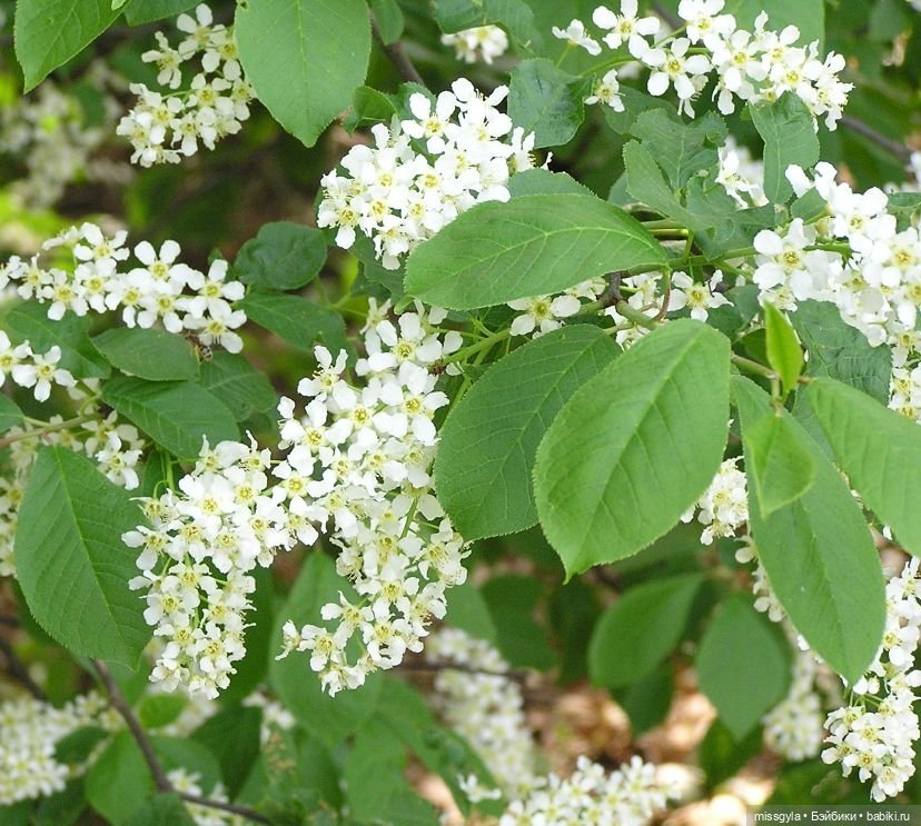 Майские прогулки . Джулия