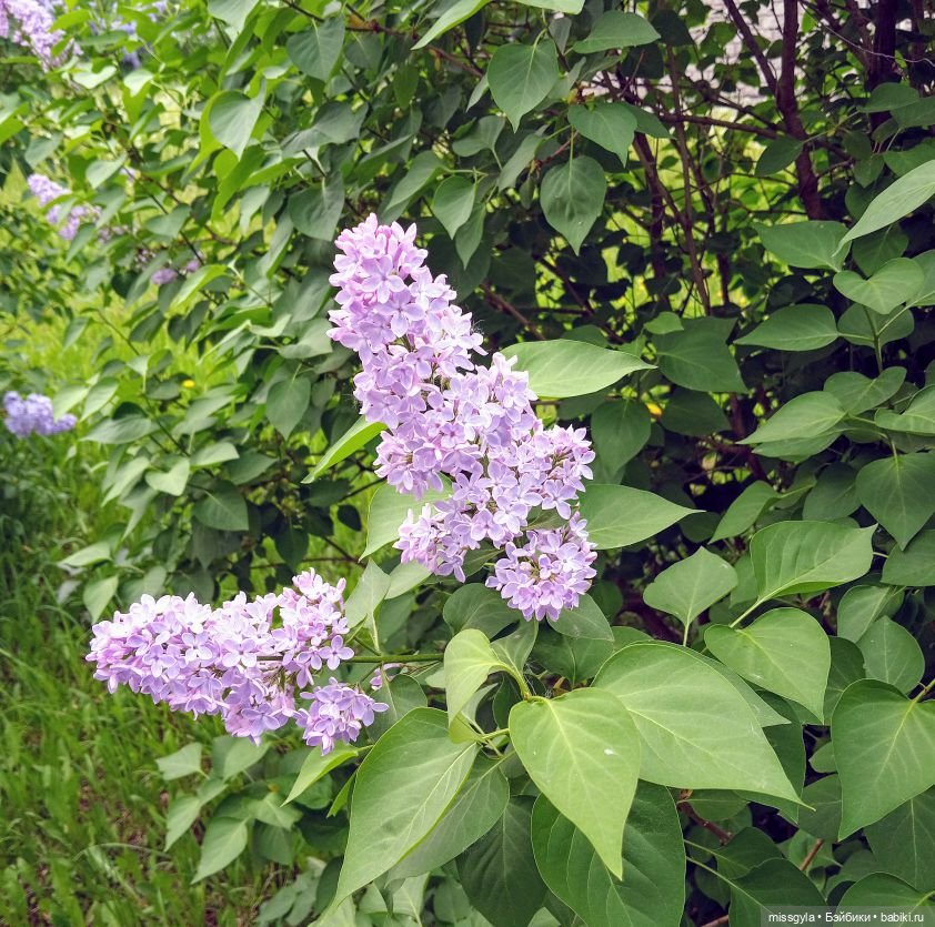 Анкета для мамочек — Аналоги Барби и куклы 1/6: клоны 90