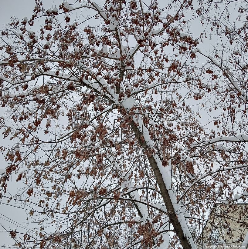 Прогулки. Ник и Симона 🍂🍃 | Бэйбики Прогулки. Ник и Симона 🍂🍃