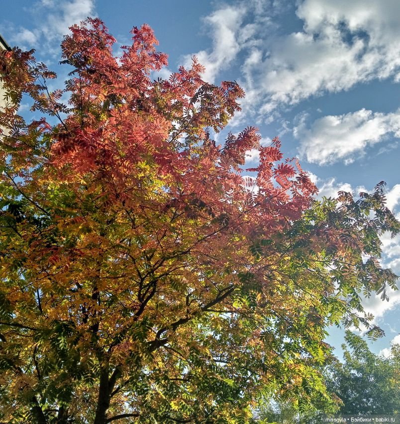 Прогулки. Ник и Симона 🍂🍃 | Бэйбики Прогулки. Ник и Симона 🍂🍃