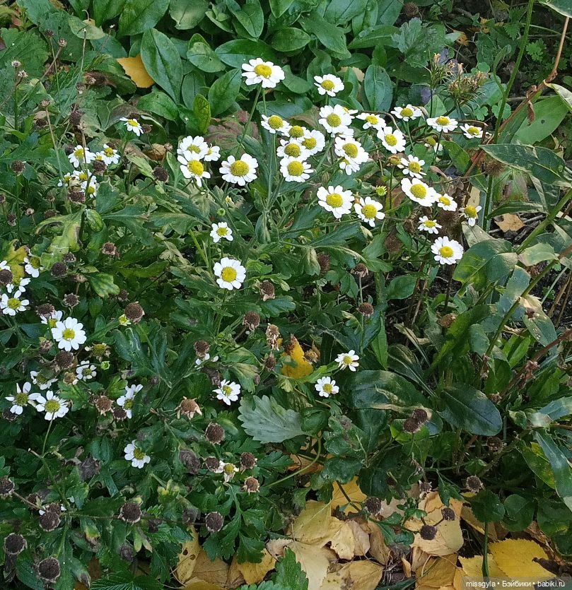 Прогулки. Ник и Симона 🍂🍃 | Бэйбики Прогулки. Ник и Симона 🍂🍃 (фото 4)