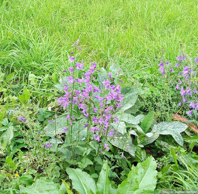 Прогулки. Ник и Симона 🍂🍃 | Бэйбики Прогулки. Ник и Симона 🍂🍃