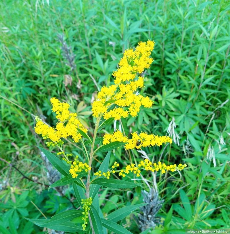 Прогулки. Ник и Симона 🍂🍃 | Бэйбики Прогулки. Ник и Симона 🍂🍃 (фото 7)