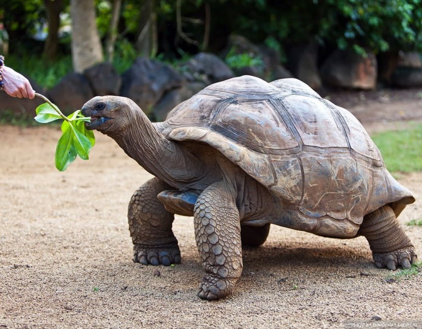 ФотоЧетверг. Удивительный мир черепах (фото 7)