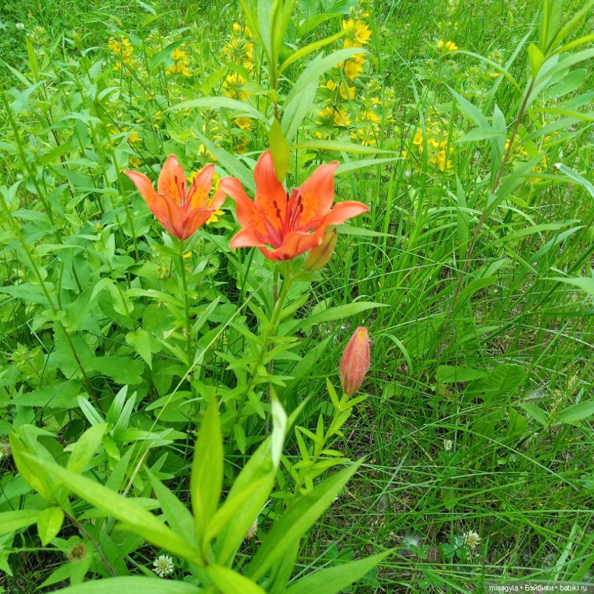 Ты да я, да мы с тобой 💖 — Куклы Baboliy (Баболи