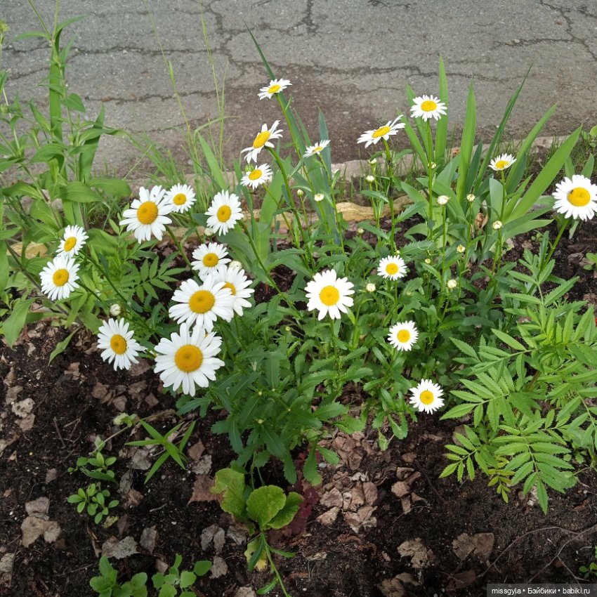 Ты да я, да мы с тобой 💖 — Куклы Baboliy (Баболи