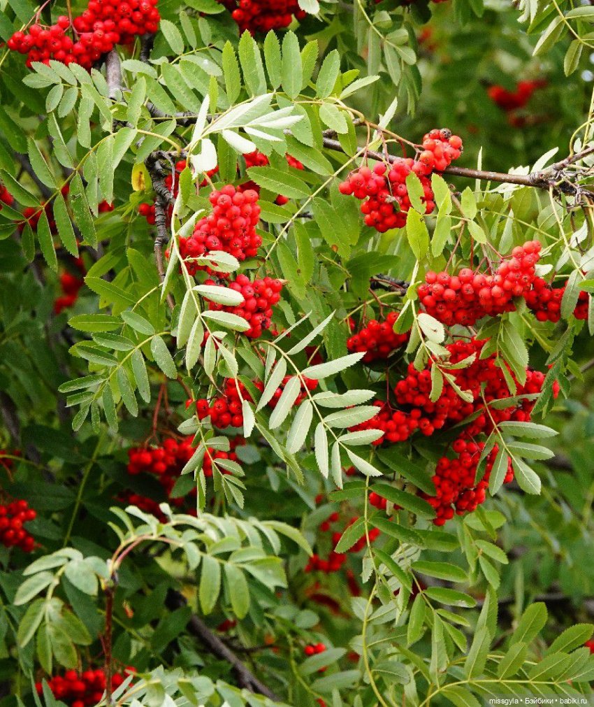 Вот и осень🍁🍂 — Аналоги Барби и куклы 1/6: клоны 90