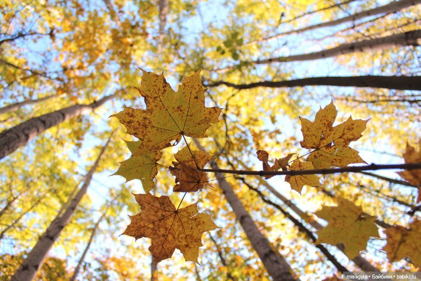 Вот и осень🍁🍂 — Аналоги Барби и куклы 1/6: клоны 90