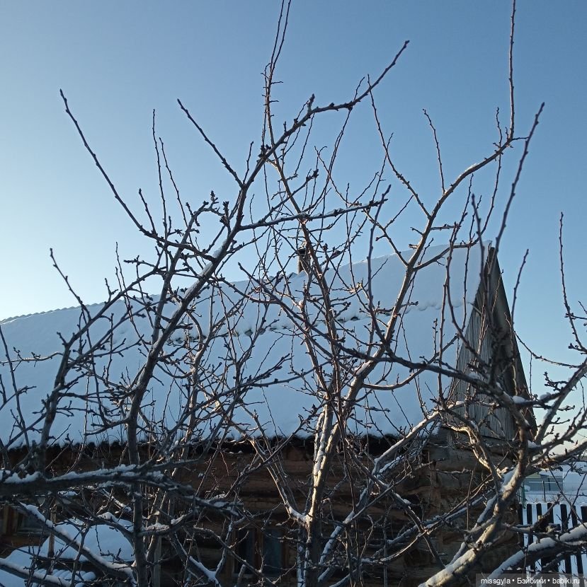 Новогодняя телепрограмма. Кинозарисовка